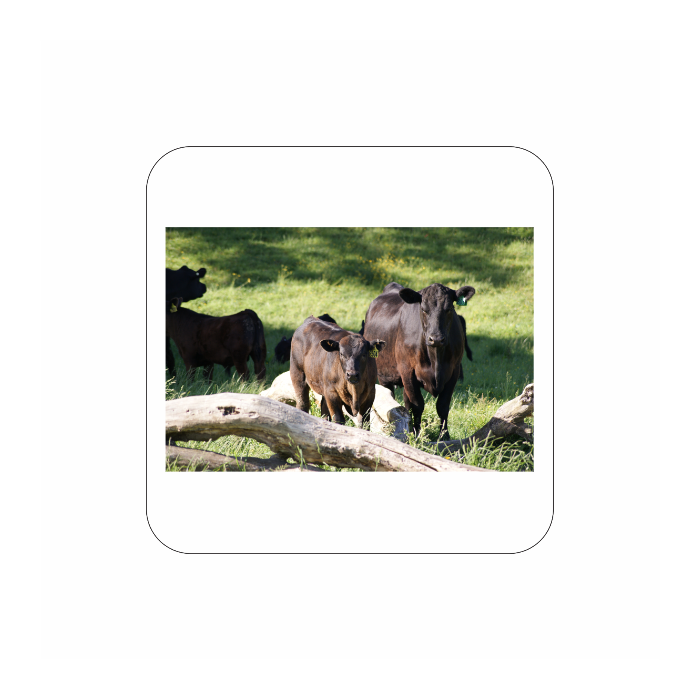 Design your own coaster